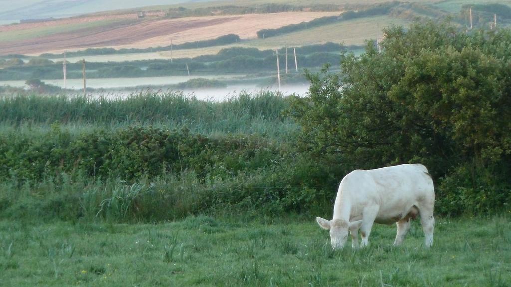 Glencarrig B&B Carrigaholt Екстериор снимка